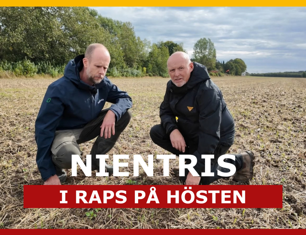 Kvävefixerande bakterier